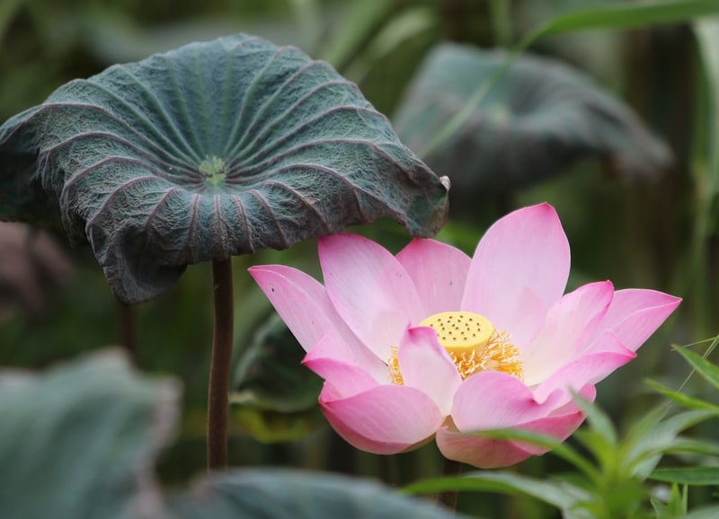 Lotus position meditation